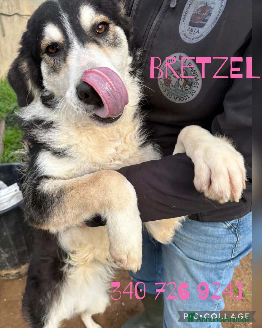 Meticcio cani in regalo: BRETZEL 🩷 era pronta a partire a Provincia di Novara - Annuncio 1