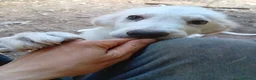 Pastore Abbruzzese Maremmano cani in regalo: Cuccioli (mix) maremmano a Città Metropolitana di Torino - Annuncio 7