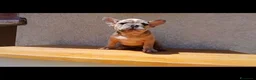 Bulldog Francese cani in vendita: Bulldog francese blu and tan - Annuncio 5