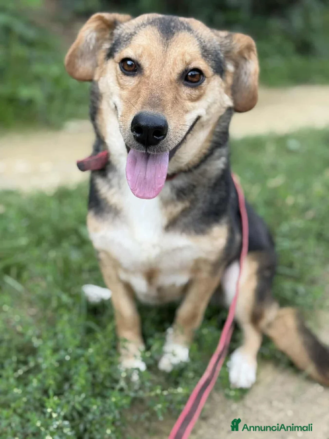 Meticcio cani in regalo: DOTTIE, tenerissima TG PICCOLA cerca coccole! - Annuncio 2