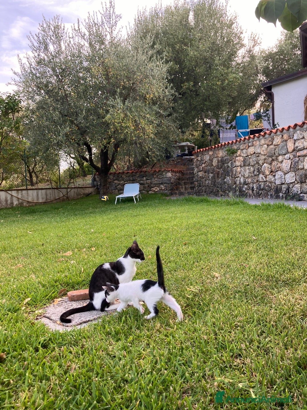 Europeo gatti in regalo: DUE FRATELLINI CERCANO CASA - Annuncio 4