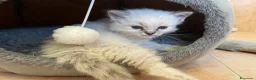Ragdoll gatti in vendita: Gatto ragdoll - Annuncio 4