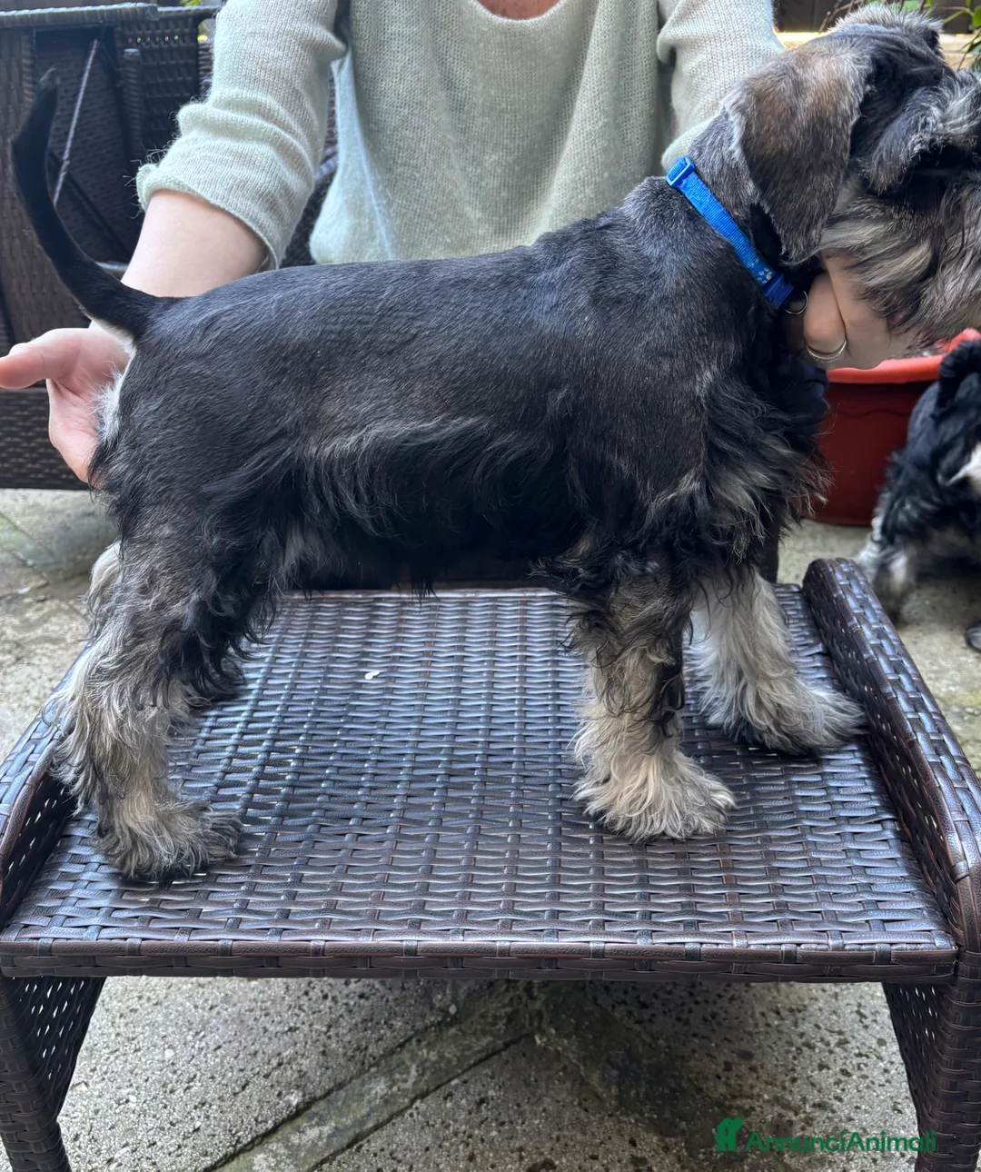 Mini Schnauzer cani in vendita: Schnauzer nano  a Città Metropolitana di Napoli - Annuncio 2