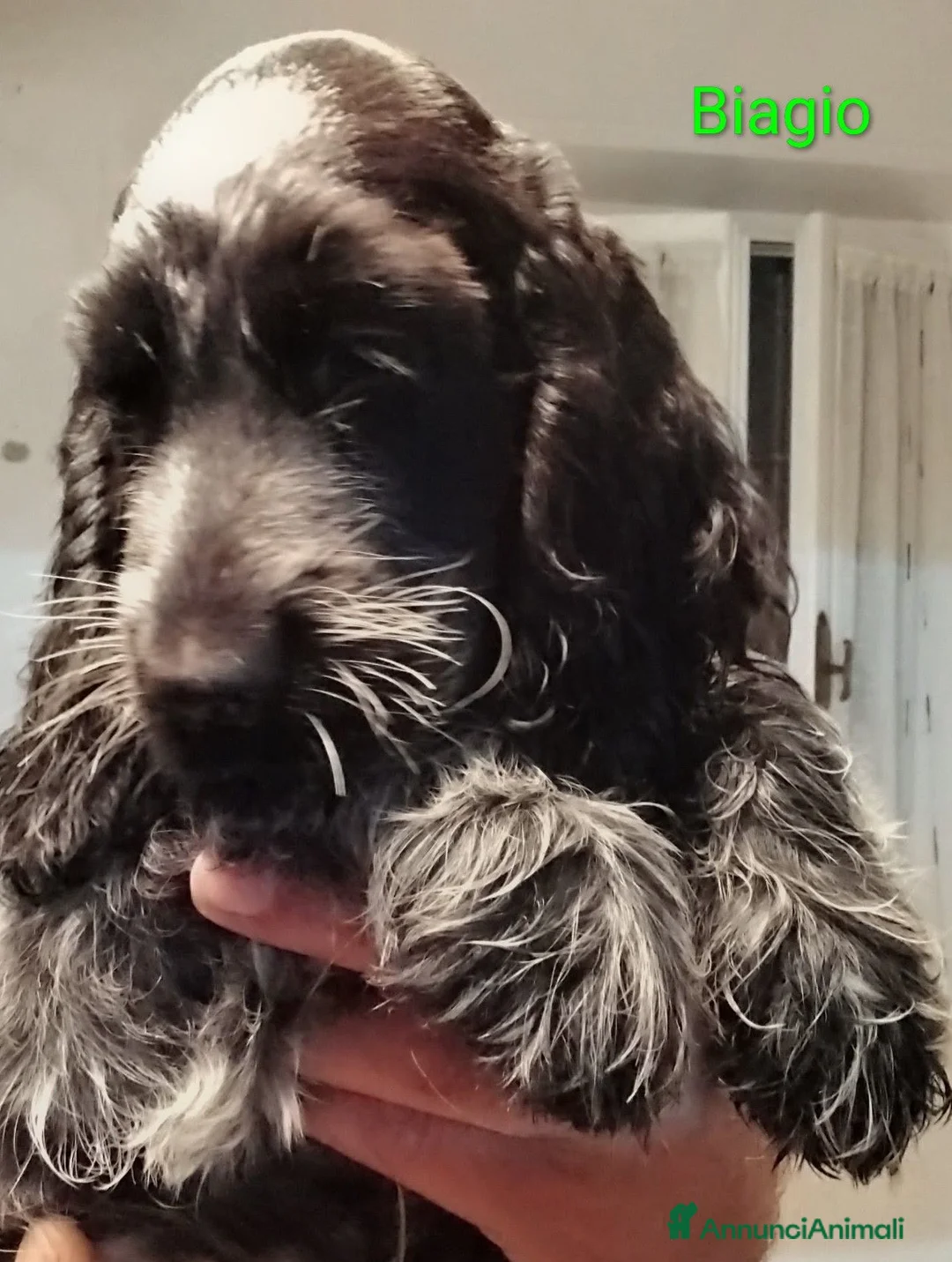 Cocker cani in vendita: Cucciolo Cocker Spaniel Inglese Blu Roano  - Annuncio 1