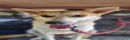 Meticcio cani in regalo: Sama, una meticcia simpatica ed equilibrata - Annuncio 2