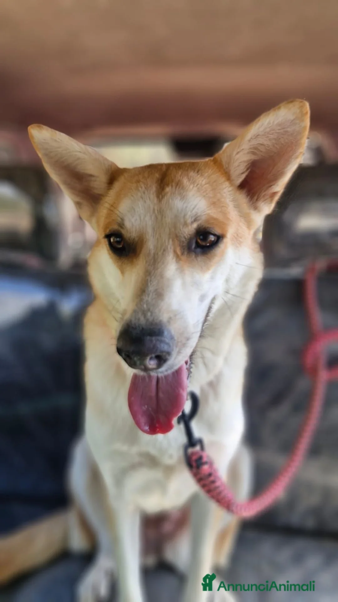 Meticcio cani in regalo: Sama, una meticcia simpatica ed equilibrata - Annuncio 2