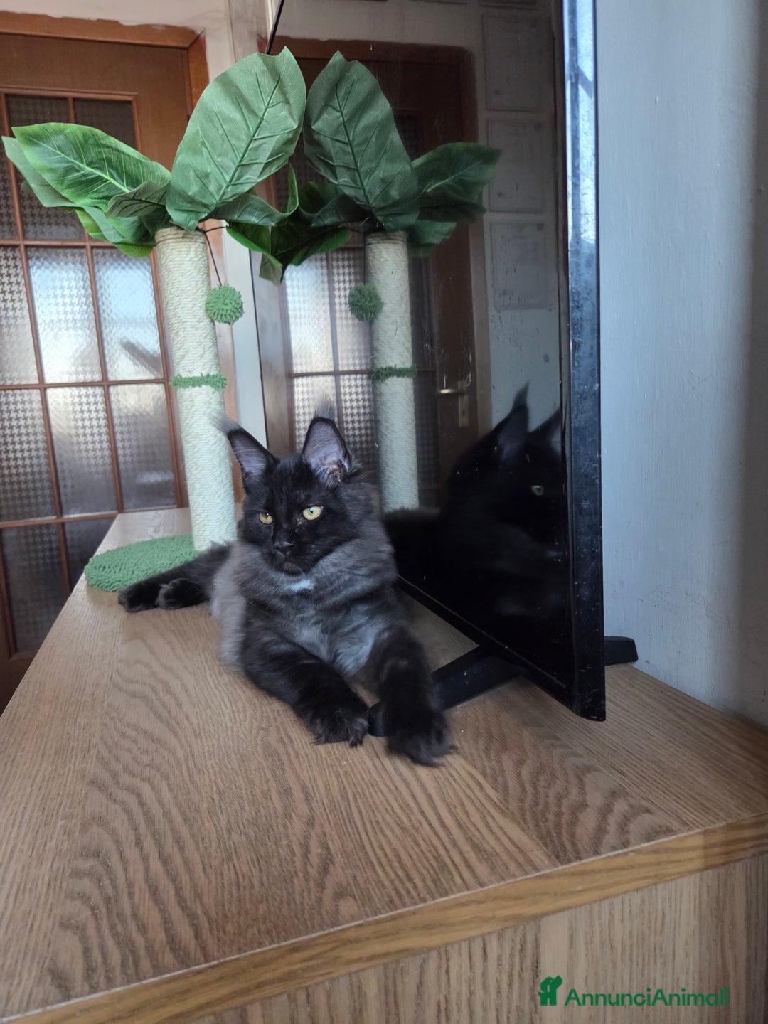 Maine Coon gatti in vendita: Ultimi 4 cuccioli Maine Coon - Annuncio 16