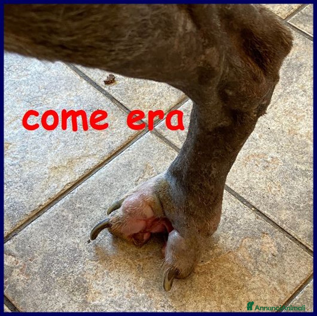 Meticcio cani in regalo: BRUCE ha vissuto l'inferno! Dolcissimo - Annuncio 5