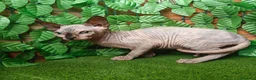Sphynx gatti in vendita: Cucciola di Canadian Sphynx - Annuncio 18