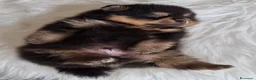 Spitz cani in vendita: Spitz di Pomerania black&tan femmina  - Annuncio 4