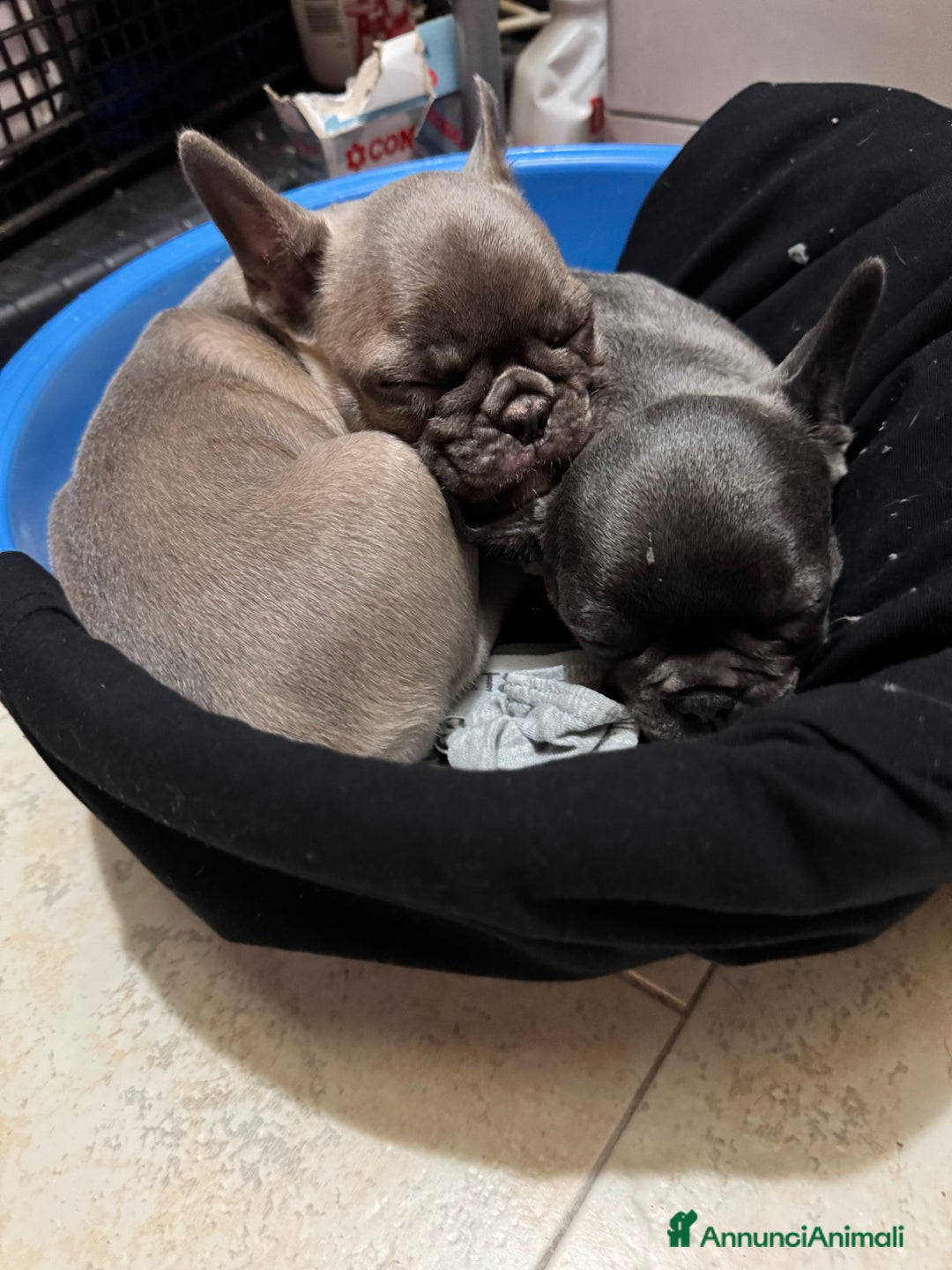 Bulldog Francese cani in vendita: Bulldog blue - Annuncio 2