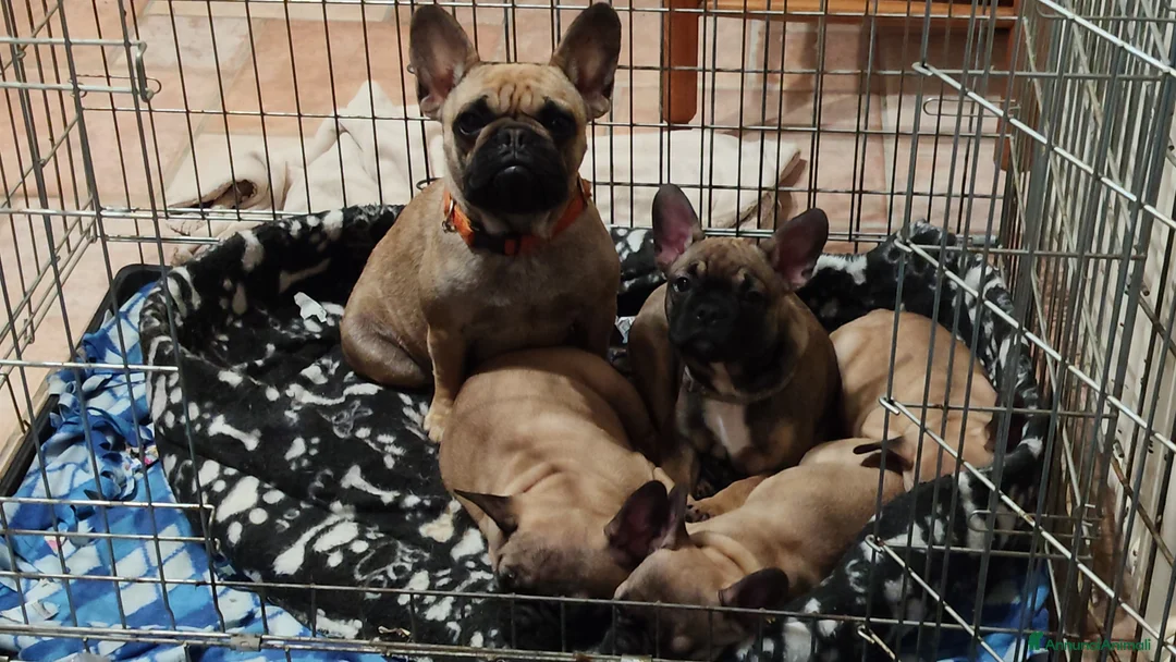 Bulldog Francese cani in vendita: Ultime cucciole di bulldog francese crema  - Annuncio 1