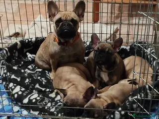 Bulldog Francese cani Ultime cucciole di bulldog francese crema - Annuncio 2