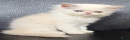 Persiano gatti in vendita: Bellissimi gattini Persiani disponibili  a Città Metropolitana di Venezia - Annuncio 4
