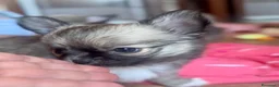 Chihuahua cani in vendita: cuccioli maschi pelo lungo con pedigree ENCI/FCI - Annuncio 4