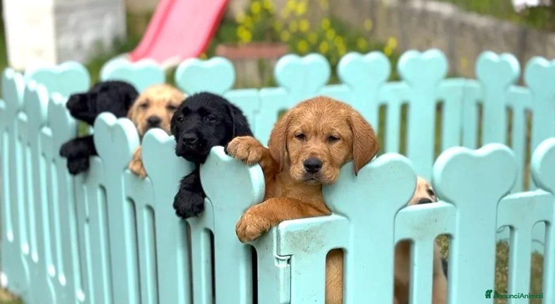 Labrador cani in vendita: Cuccioli di Labrador Retriever  a Città metropolitana di Palermo - Annuncio 1