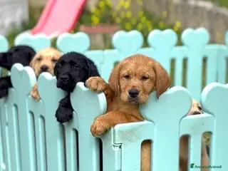 Labrador cani Cuccioli di Labrador Retriever - Annuncio 1