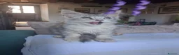 Maine Coon gatti in vendita: Cuccioli maine coon - Annuncio 13