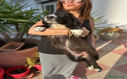 Meticcio cani in regalo: Stefano, Nicola & Giacomo, 3 mesi a Provincia di Bergamo - Immagine 8