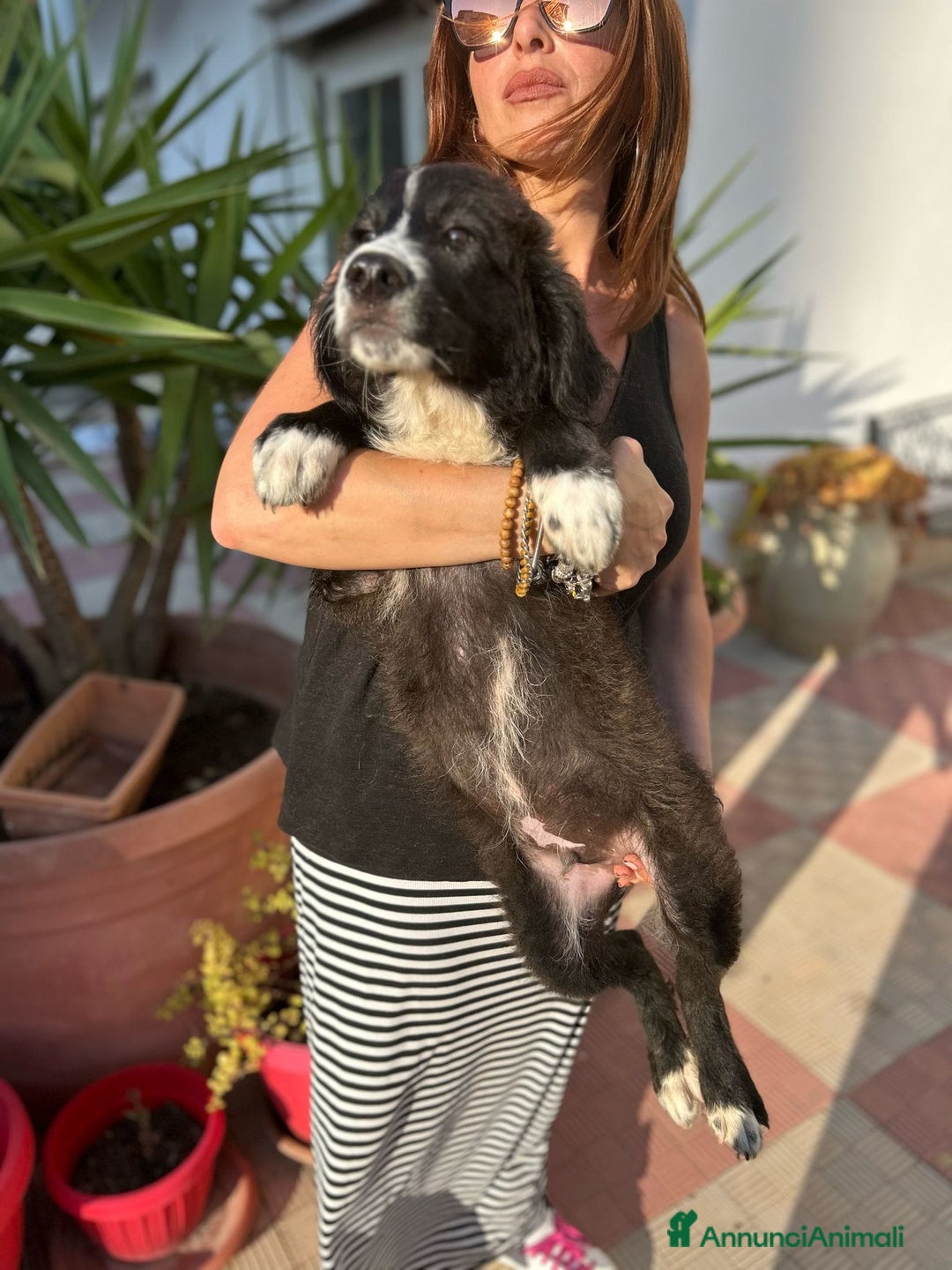 Meticcio cani in regalo: Stefano, Nicola & Giacomo, 3 mesi a Provincia di Bergamo - Immagine 8
