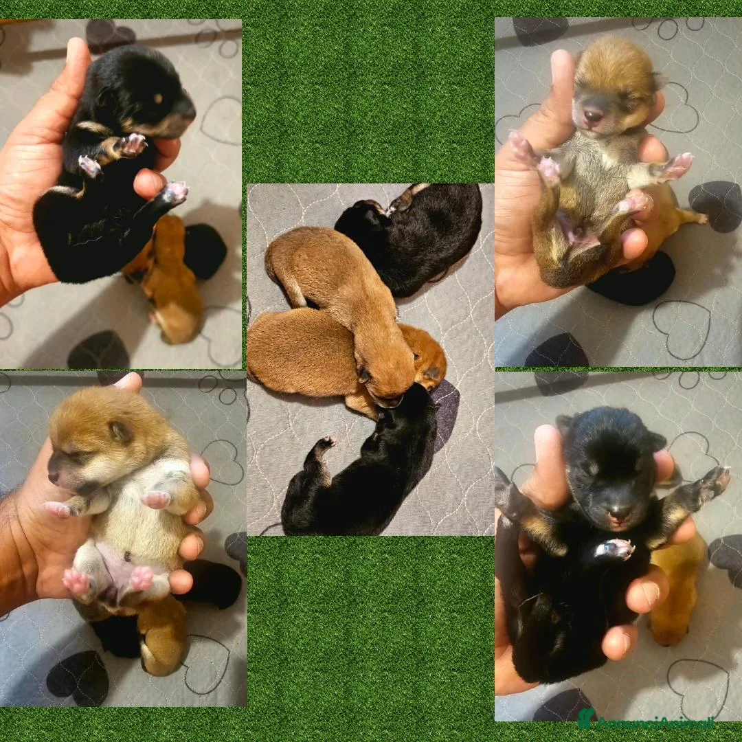 Shiba Inu cani in vendita: Shiba inu a Libero consorzio comunale di Ragusa - Annuncio 1