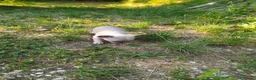 Chihuahua cani in vendita: Chihuahua cucciolo maschietto  - Annuncio 2