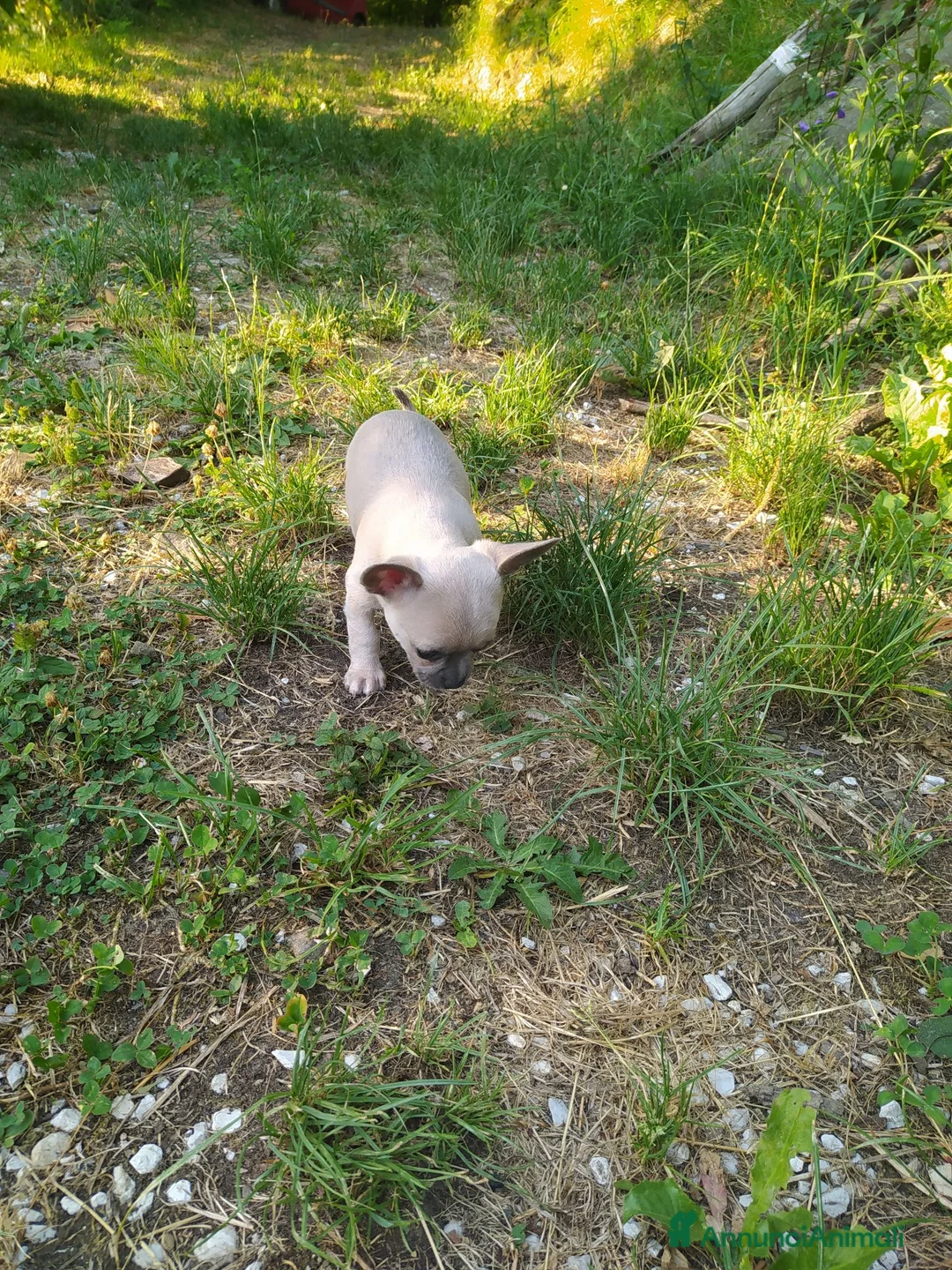 Chihuahua cani in vendita: Chihuahua cucciolo maschietto  - Annuncio 2
