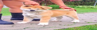 Akita Inu Cucciolo 1