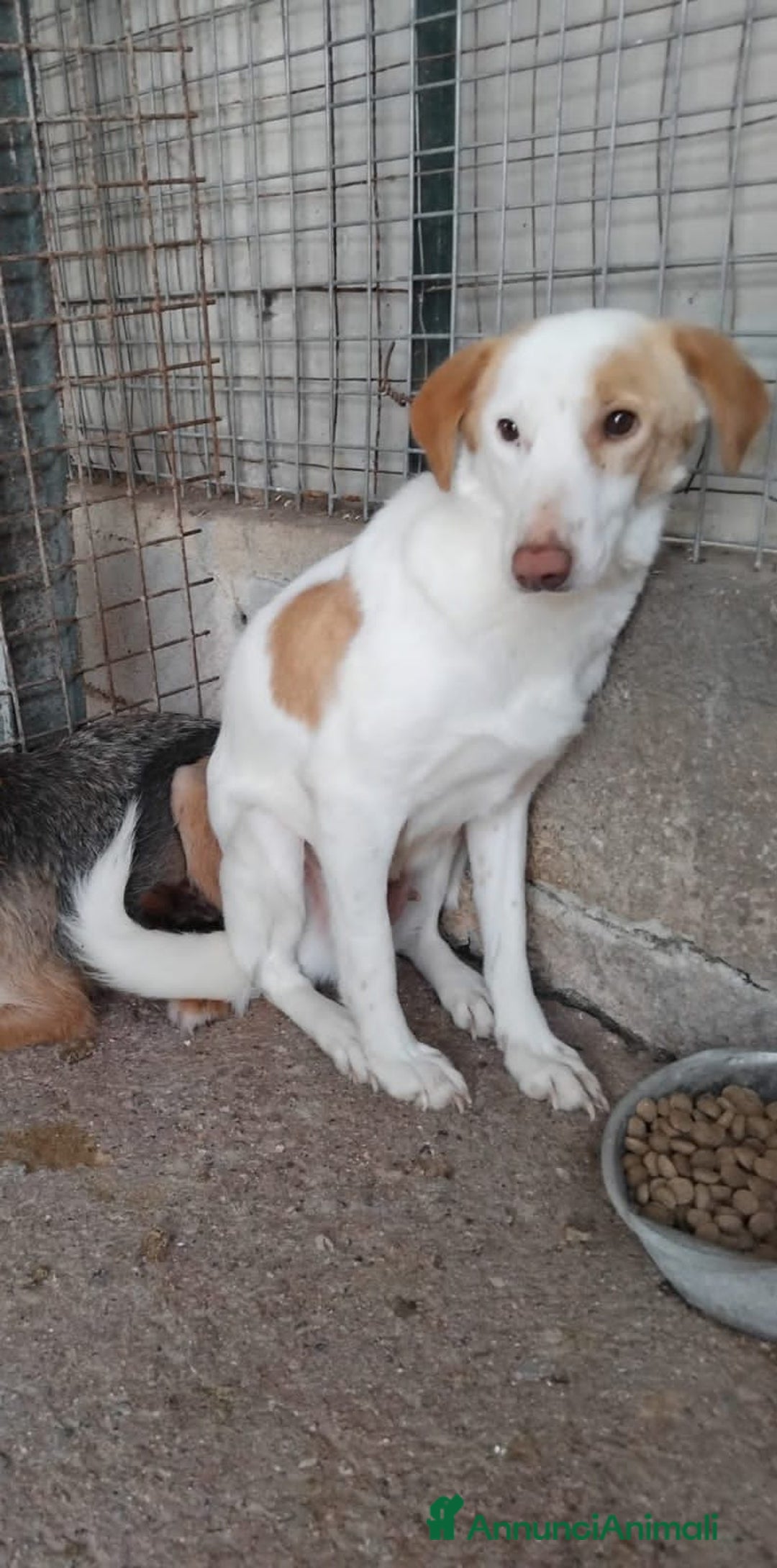 Altre razze cani in regalo: angelica - Annuncio 3