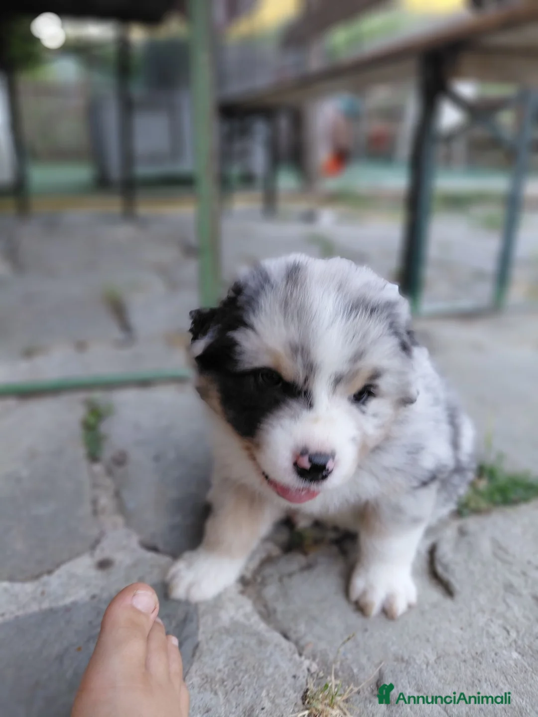 Australian Shepherd cani in vendita: CUCCIOLI DI PASTORE AUSTRALIANO CON PEDIGREE - Annuncio 7