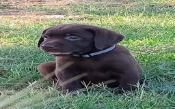 Labrador cani in vendita: Cuccioli Labrador Chocolate con pedigree enci a Metropolitan City of Rome Capital - Immagine 3