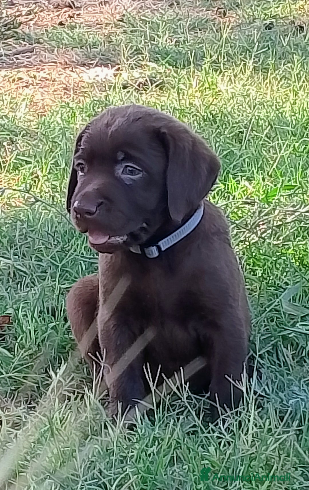 Labrador cani in vendita: Cuccioli Labrador Chocolate con pedigree enci a Metropolitan City of Rome Capital - Immagine 3