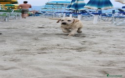 Labrador cani in vendita: Cucciolo Labrador  Giallo Disponibile da subito  a Provincia di Lucca - Immagine 3
