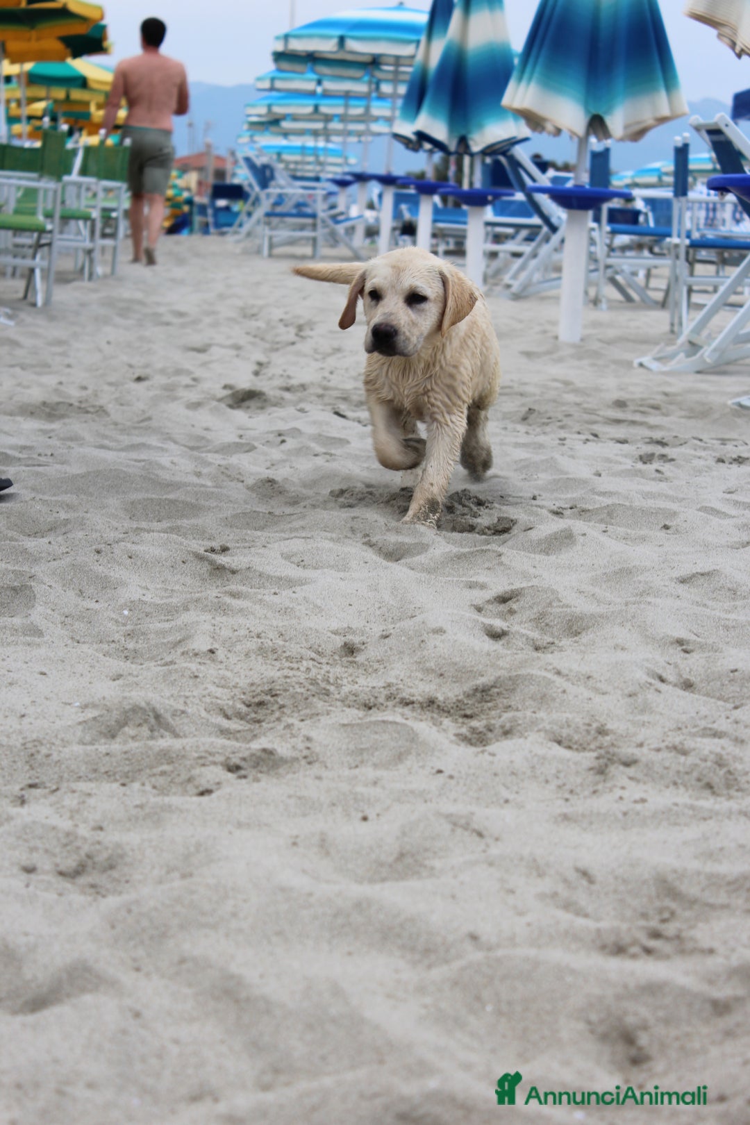 Labrador cani in vendita: Cucciolo Labrador  Giallo Disponibile da subito  a Provincia di Lucca - Immagine 3