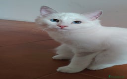 Ragdoll gatti in vendita: Gattino Ragdoll - Immagine 1