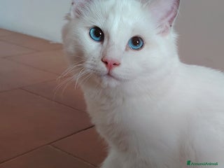 Ragdoll gatti in vendita - Annuncio 2
