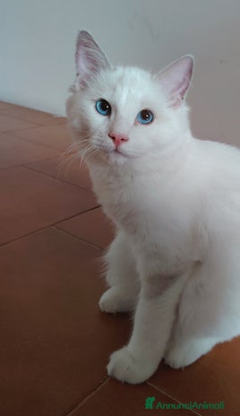 Ragdoll gatti - Annuncio 16