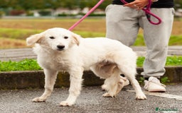 Altre razze cani in regalo: benjamin  - Immagine 1