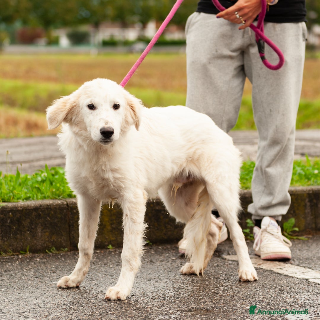 Altre razze cani in regalo: benjamin  - Immagine 1