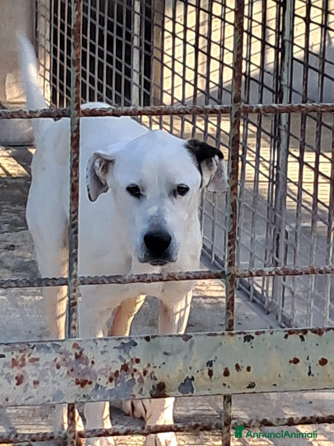 Meticcio cani in regalo: LEANDRO adottabile da tutti a Provincia di Treviso - Annuncio 5