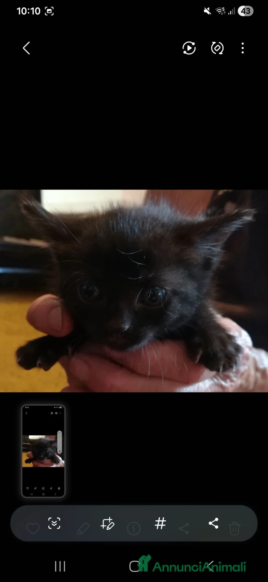 Meticcio gatti in regalo:  Gatto gattino regalo - Annuncio 2