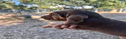 Bloodhound cani in vendita: Bloodhound cuccioli da genealogia di Campioni - Annuncio 4