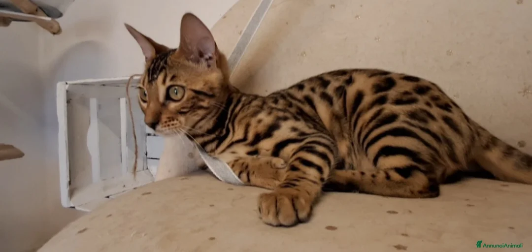 Immagine della galleria {{count}}