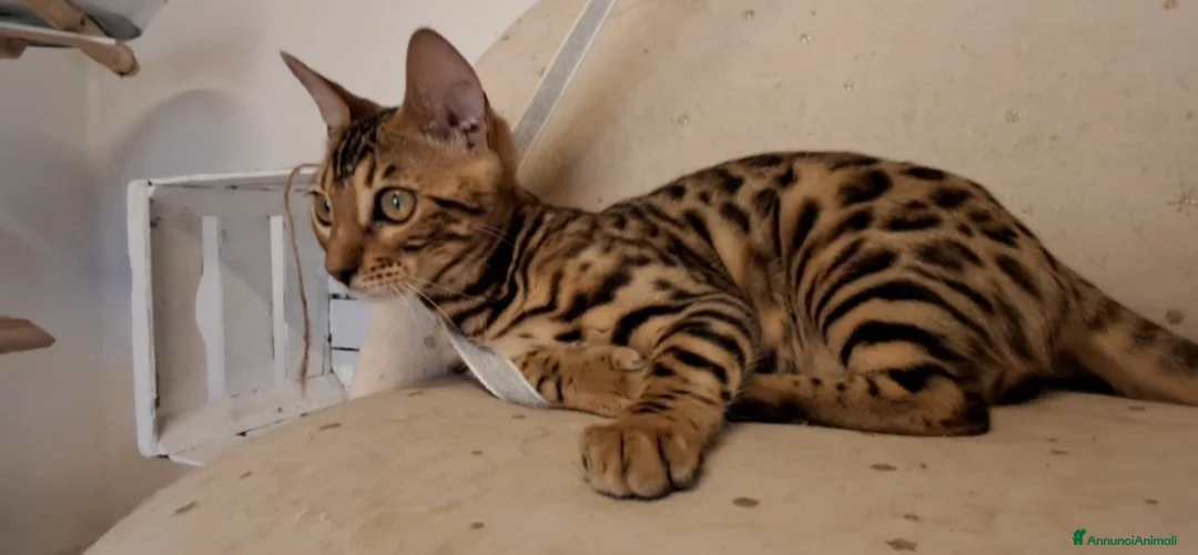 Immagine della galleria {{count}}