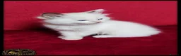Ragdoll gatti in vendita: Ragdoll con pedegree  a Provincia di Como - Annuncio 5