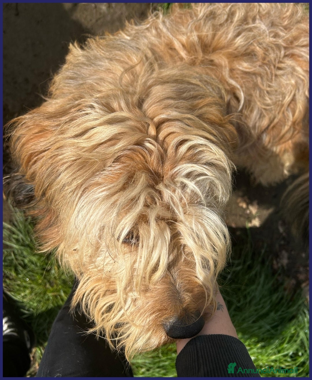 Spinone cani in regalo: FANGO DOLCE SPINONCELLO 2-3 ANNI SOGNA LA GIOIA DI a Città metropolitana di Milano - Annuncio 15