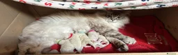 Siberiano gatti in vendita: Siberiani Neva Masquerade Ipoallergenici a Provincia di Rimini - Annuncio 3