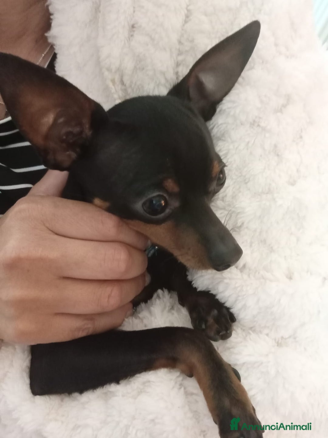 Pinscher Miniatura cani per accoppiamento: Fufy, giovane Pinscher cerca dolce pinscherina - Annuncio 3