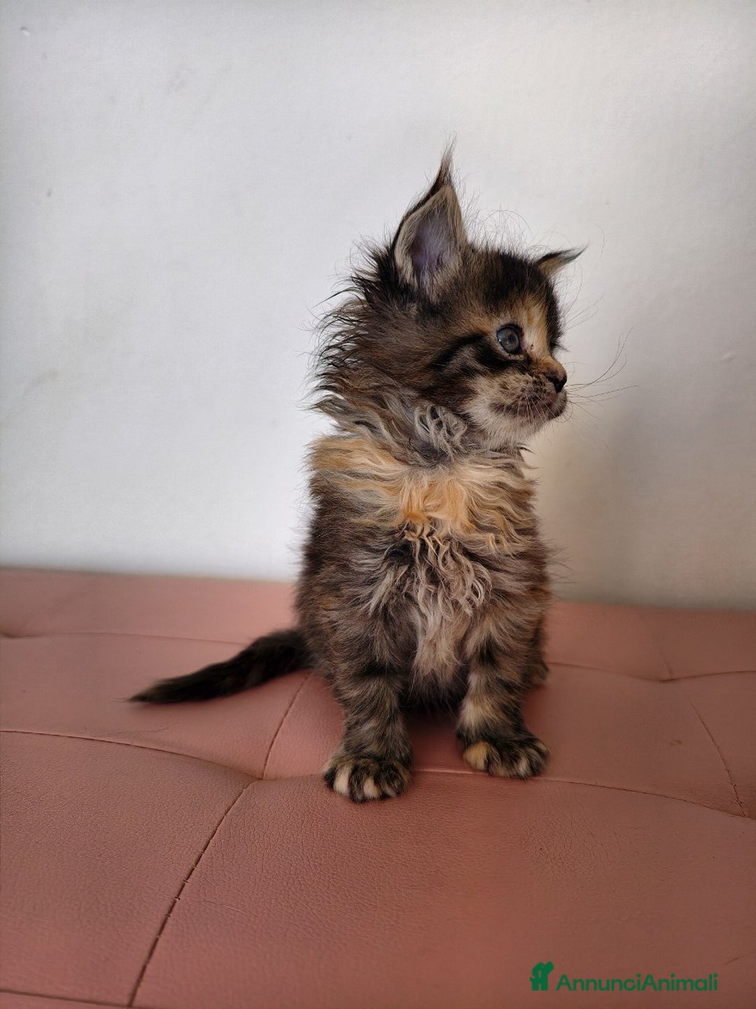 Maine Coon gatti in vendita: Cucciola adorabile Maine coon  - Annuncio 4