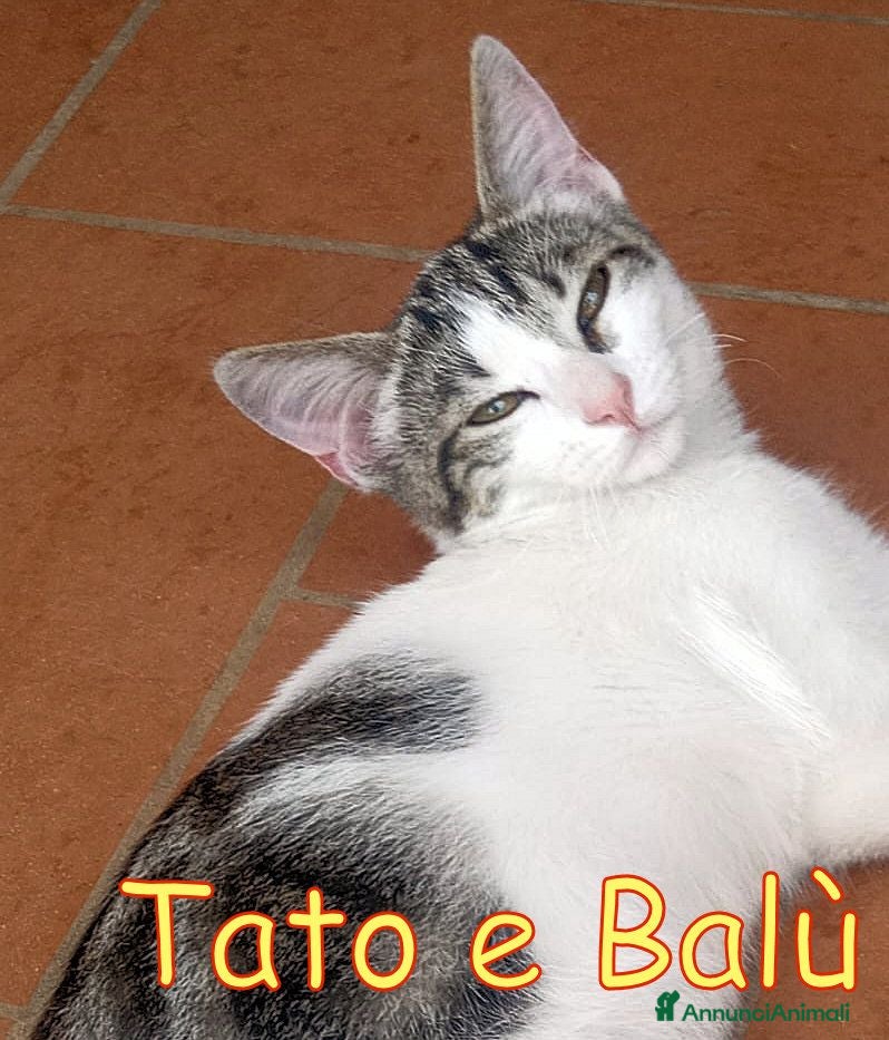 Europeo gatti CERCHIAMO CASA PER TATO E BALU' - Annuncio 1